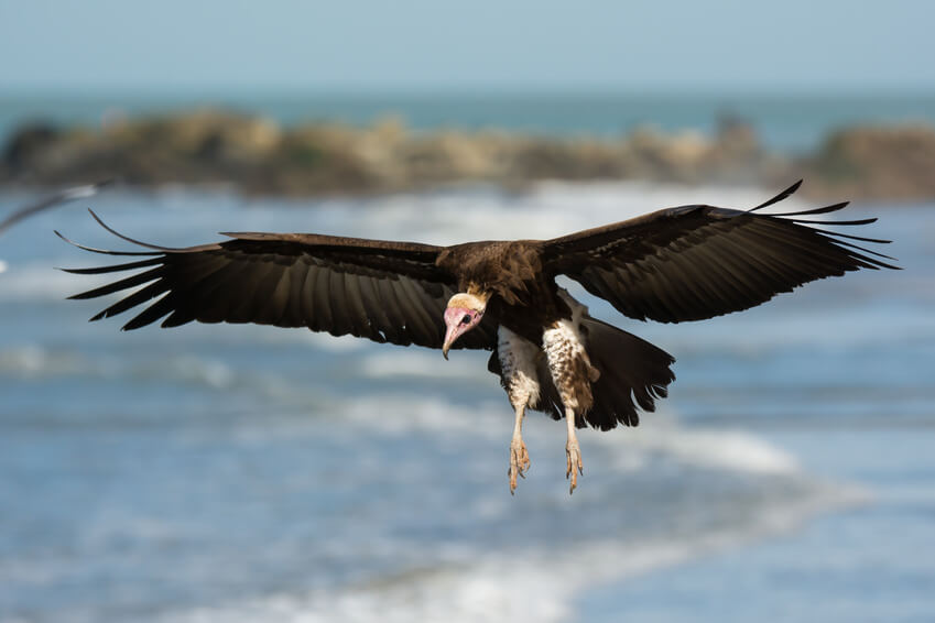 Hooded Vulture (Necrosyrtes manachus)  landing