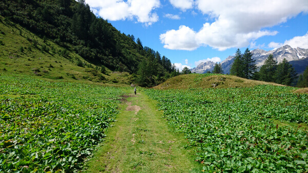 Grüne Landschaft