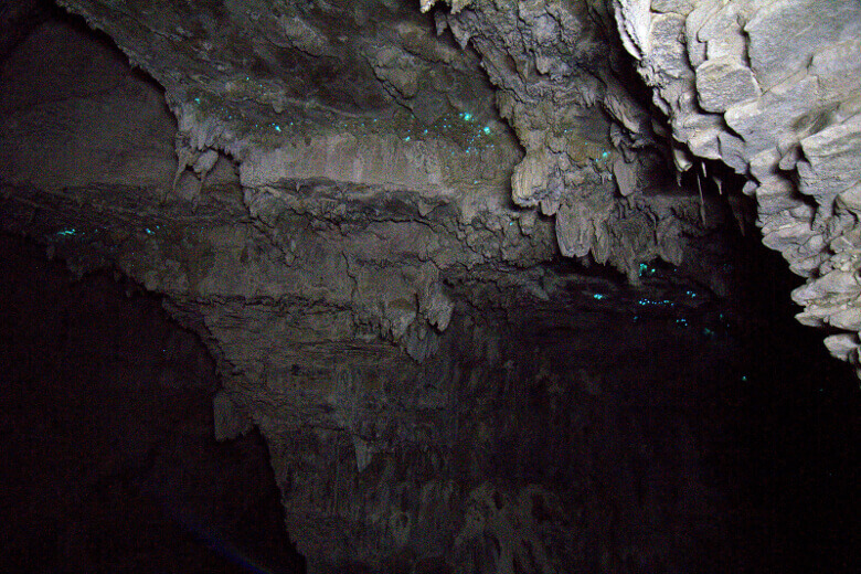 Glowworms in den Waitomo Caves