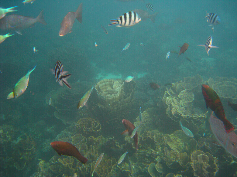 Korallen und Fische am Ningaloo Reef