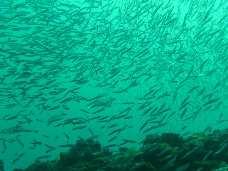 Fischschwarm am Ningaloo Reef