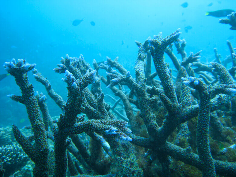 Korallen im Ningaloo Reef