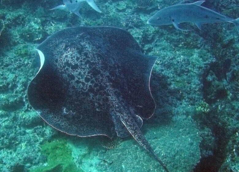 Ningaloo Reef Rochen