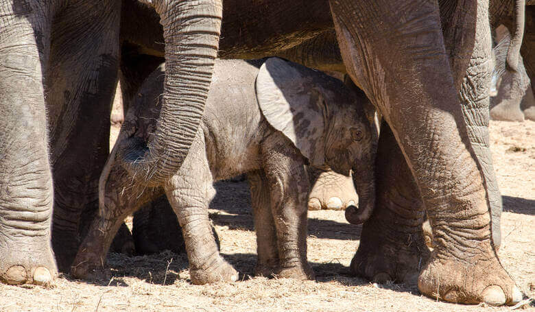 Elefantenbaby im Addo Elephant Park in Südafrika