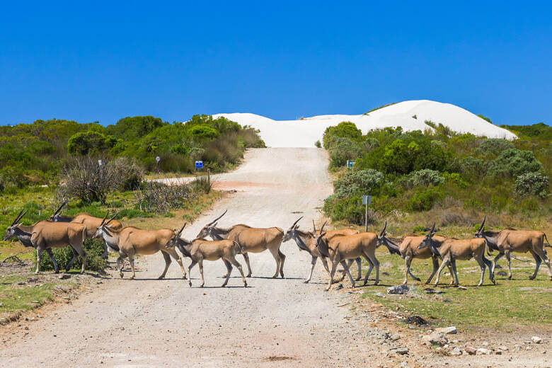 Antilopen überqueren eine Straße im De Hoop Nature Reserve in Südafrika