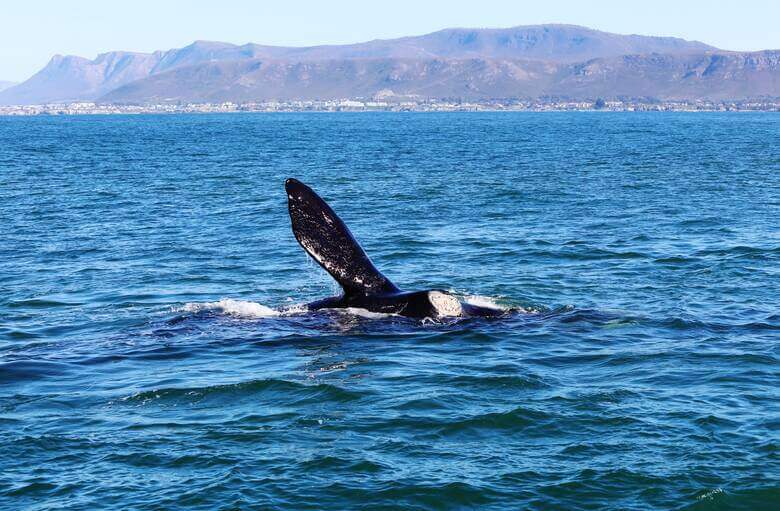 Wal taucht vor der Küste von Hermanus aus dem Wasser auf