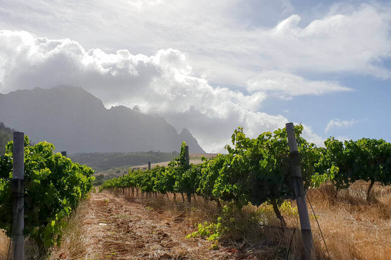 Weinreiben in Stellenbosch in Südafrika