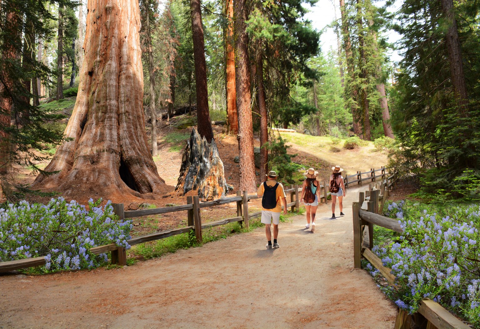 Wandern Sequoia Nationalpark Usa 169052873 1536x1054 