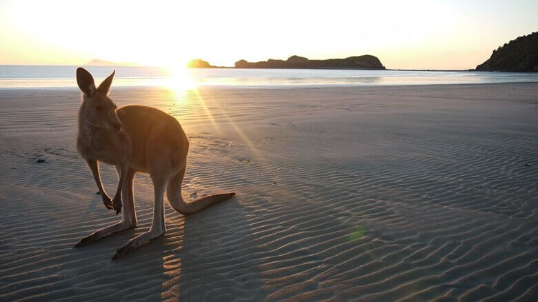 Känguru bei Sonnenuntergang am Cape Hillsborough in Australien