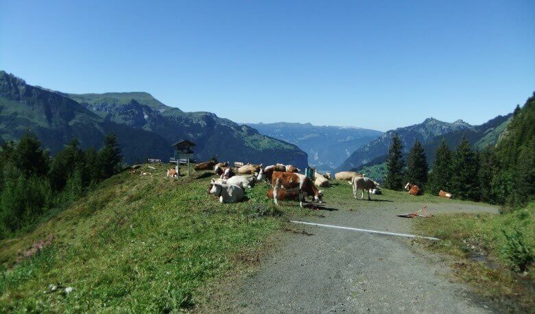 Kühe auf der Wengeneralp im Jungfraugebiet in der Schweiz