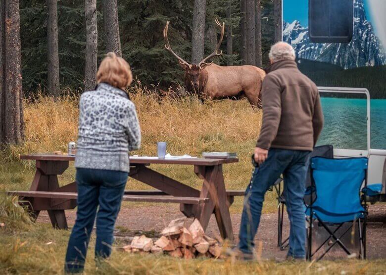 Zwei Camper beobachten einen Wapiti im Jasper National Park in Kanada