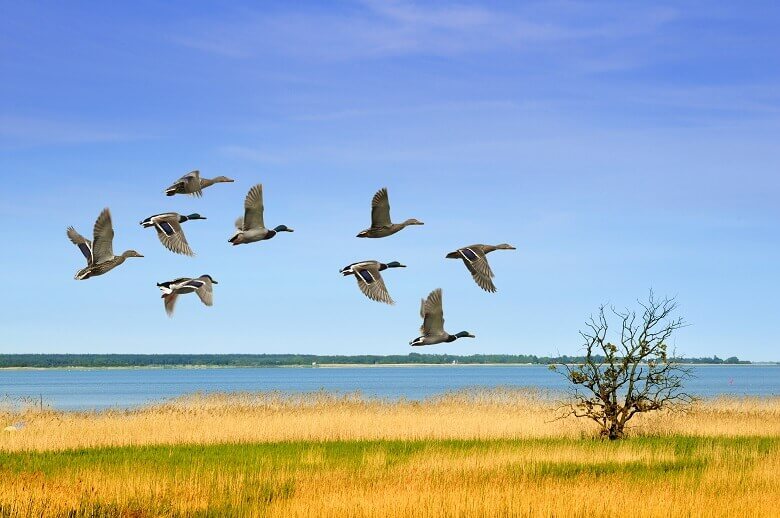 Enten im Flug in der Vorpommerschen Boddenlandschaft an der Ostsee