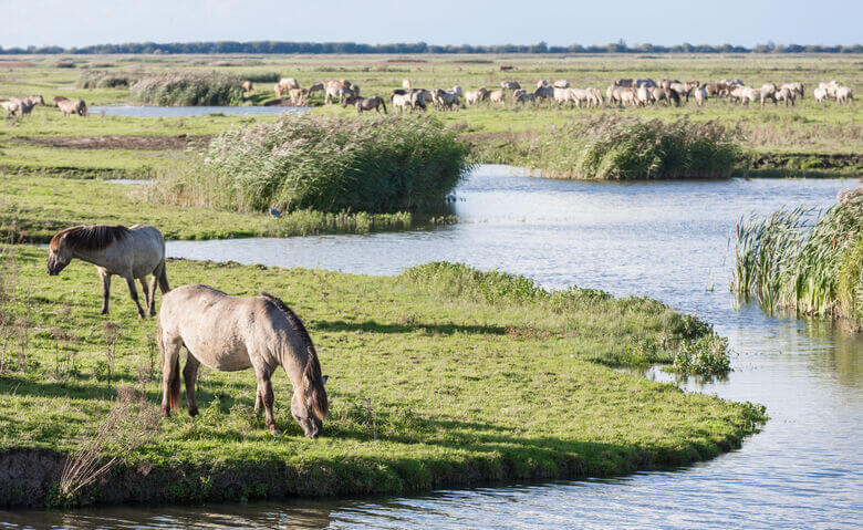 Pferde grasen im Oostvaardersplassen-Naturschutzgebiet