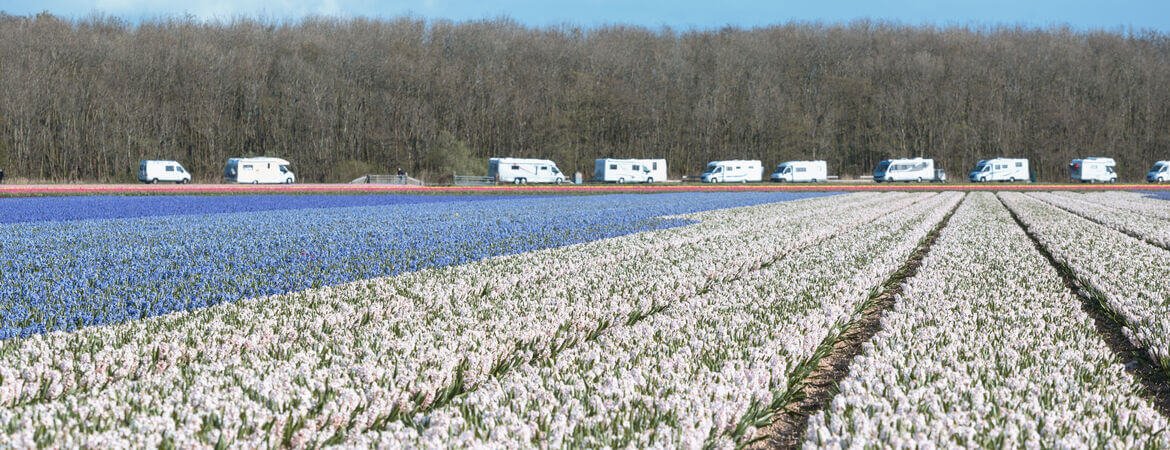 Wohnmobile parken am Rand eines Blumenfeldes in Lisse, Niederlande