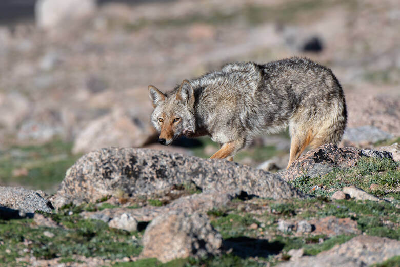 Kojote im Rocky Mountain National Park, Colorado, USA