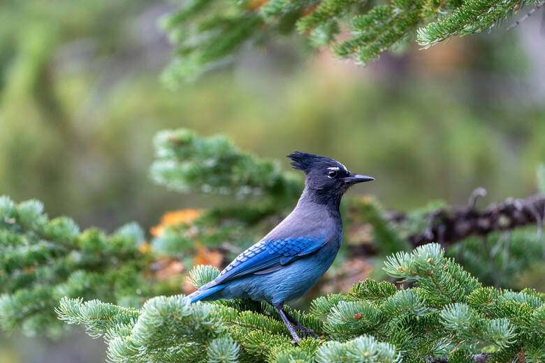 Ein Vogel mit schwarzen und blauen Federn sitzt in einem Nadelbaum