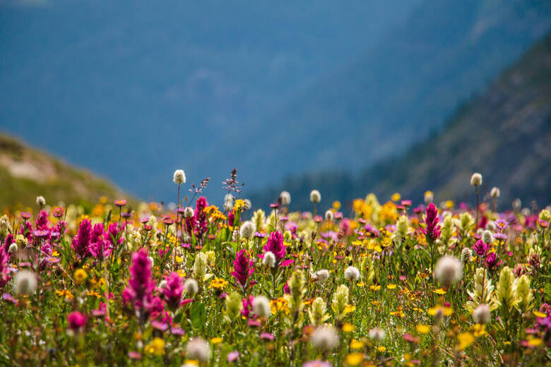 Bunte Blumenwiese im Rocky Mountain National Park, Colorado