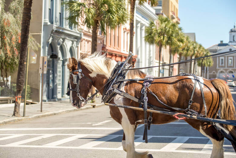 Ein Pferd zieht eine Kutsche im historischen Stadtzentrum von Charlston