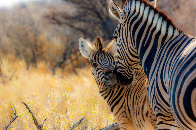 Ein Zebrafohlen mit der Mutter im Etosha Nationalpark