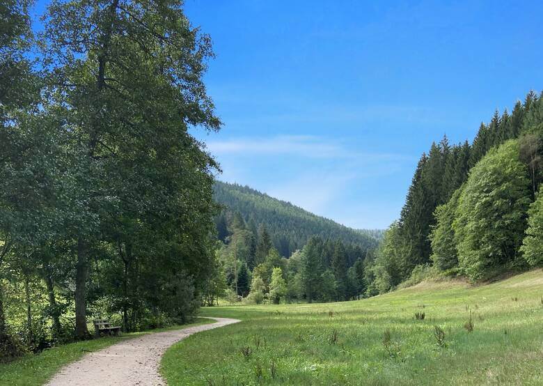 Wanderweg führt durch die Natur im Schwarzwald