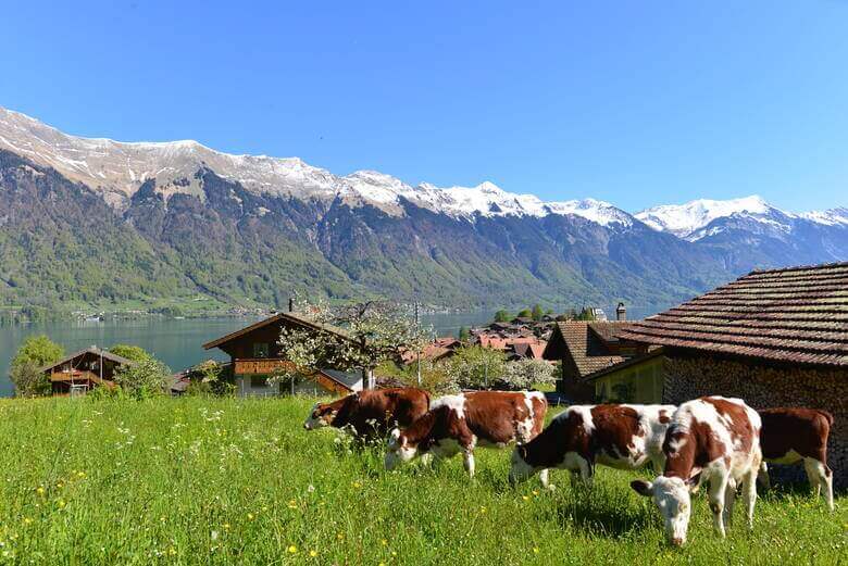 Kühe grasen auf einer Alm in den Schweizer Alpen