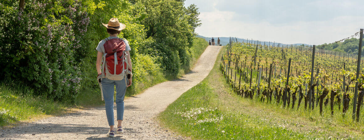 Wandernde Personen in Weinregion/Weinbergen