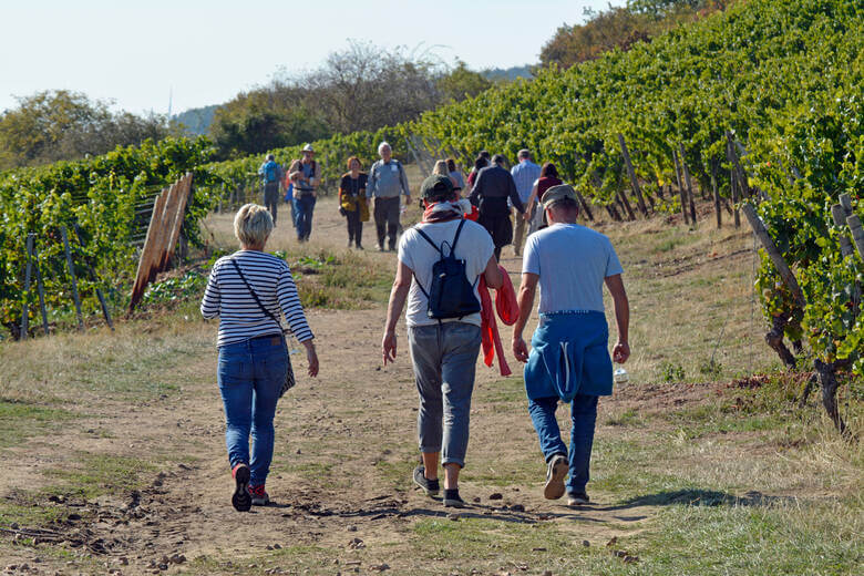 Weinwanderung Rheinhessen: Wandernde in einem Weinberg