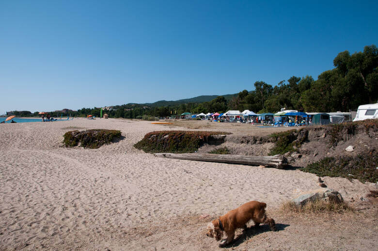 Hund am Strand auf einem Campingplatz auf Korsika