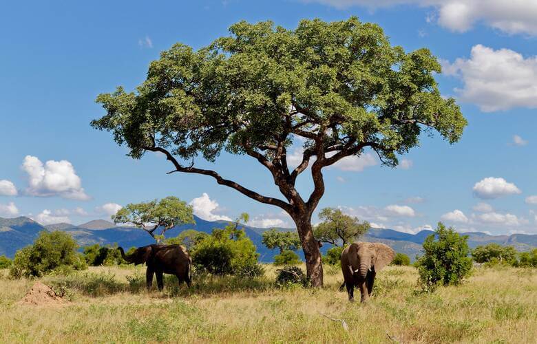 Zwei Elefanten stehen unter einem Baum im Kruger-Nationalpark