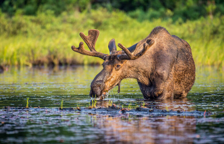 Ein Elch frisst Pflanzen in einem See im Algonquin Provincial Park