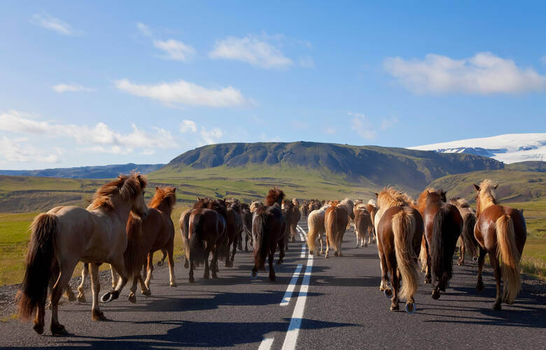 Herde von Islandpferden auf einer asphaltierten Straße