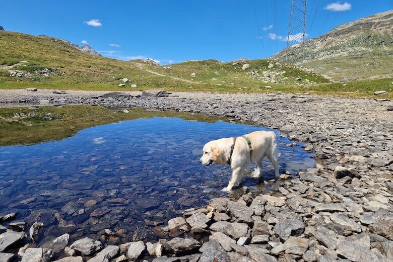 Hund kühlt sich in einem Bergsee ab.