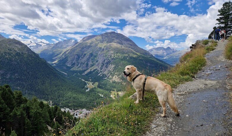 Hund auf einem Wanderweg in den Schweizer Alpen