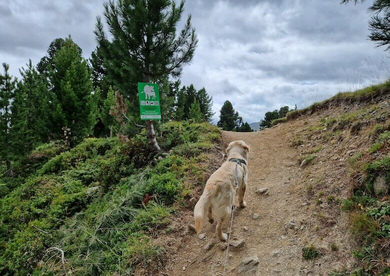 Hund auf einem Wanderweg mit einem Hinweis zur Weidevieh-Haltung.