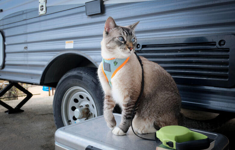 Eine angeleinte Katze sitzt vor einem Wohnmobil