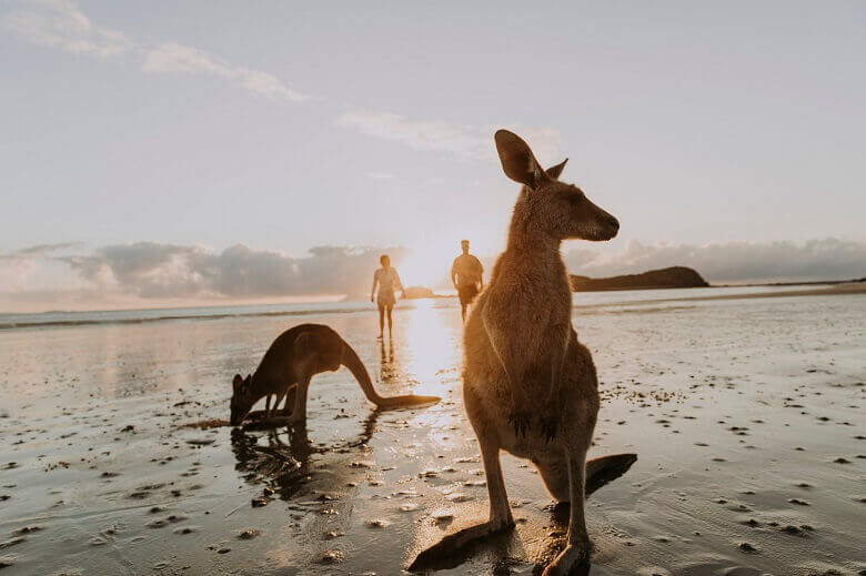 Kängurus am Cape Hillsborough in Australien