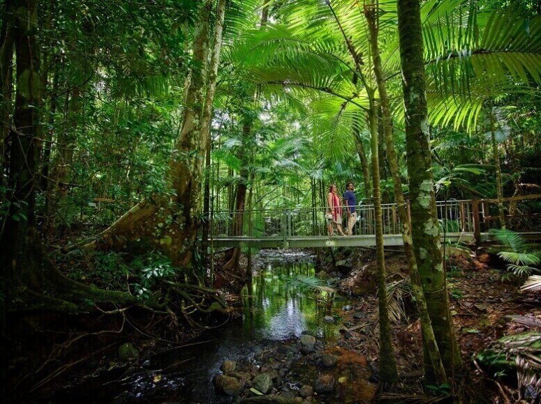 Ein Paar läuft durch den grünen Regenwald in Australien