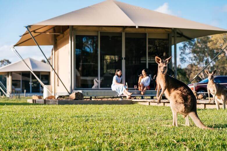 Känguru auf einem Campingplatz in Australien