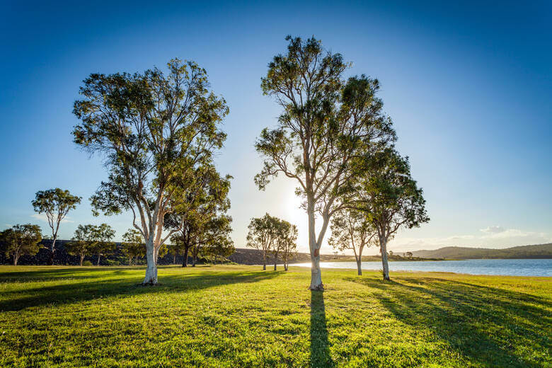 Bäume am Lake Wivenhoe in Australien an einem sonnigen Tag