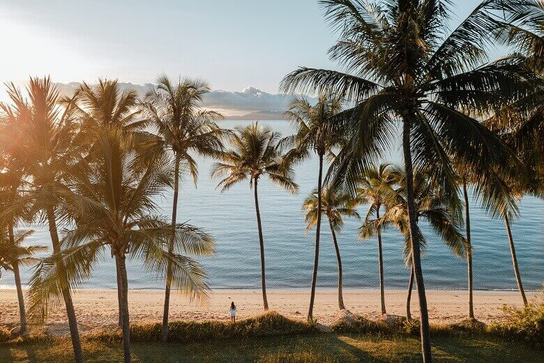 Palmen auf Magnetic Island im Osten von Australien 