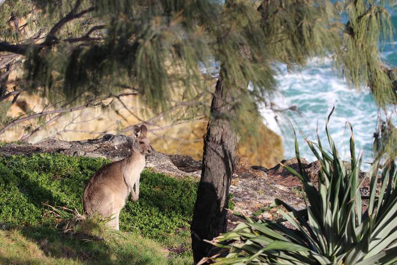 Kängurus in einer Bucht in Australien