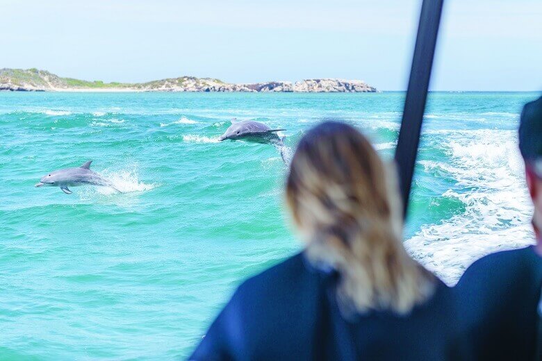 Pärchen beobachtet Delfine in freier Wildbahn