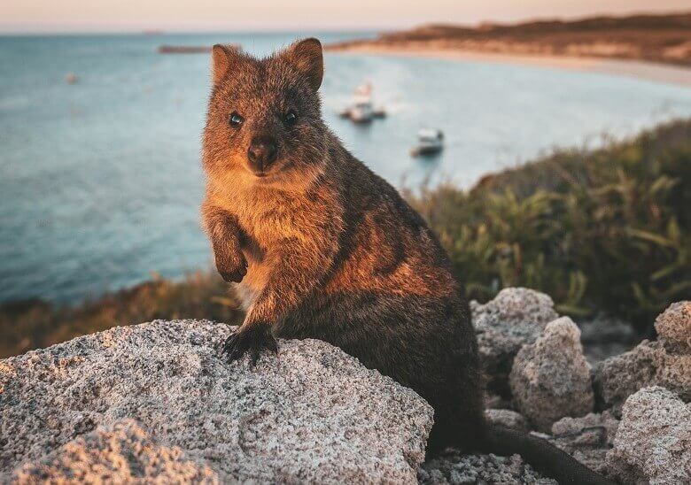 Ein Quokka an einem Strand in Westaustralien