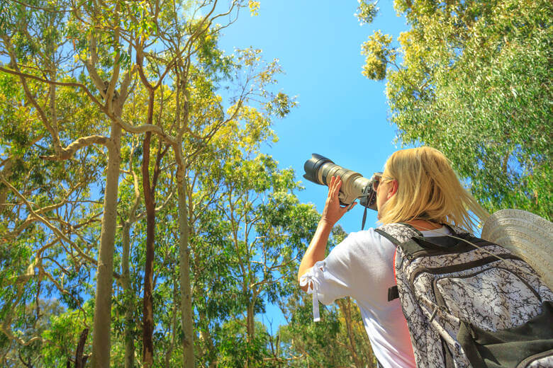 Frau macht ein Foto von einem Koala, der in einem Baum sitzt