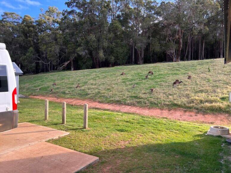 Kängurus auf einem Campingplatz in Westaustralien