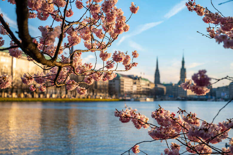 Kirschblüten an der Innenalster in Hamburg
