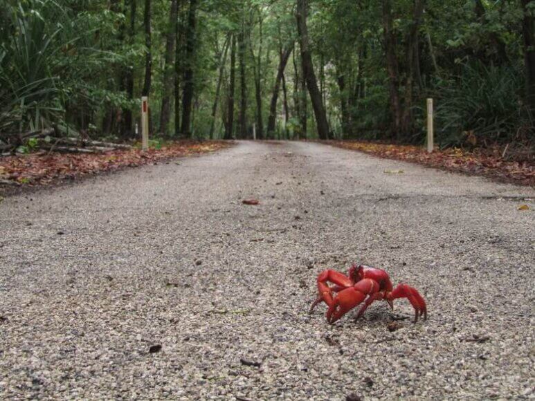 Krabbe überquert eine Straße in Australien