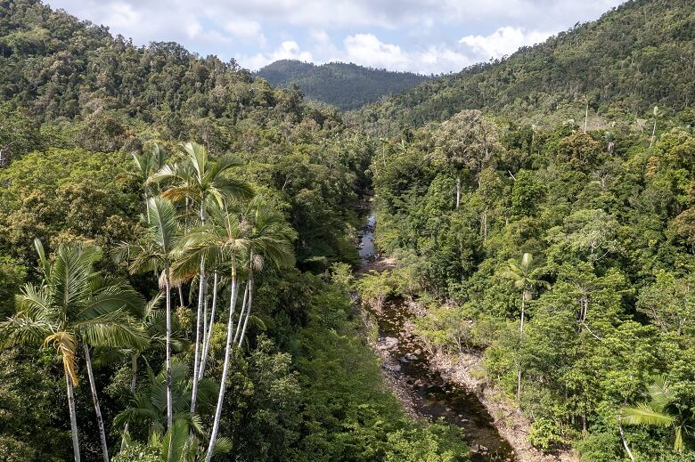 Tropischer Wald im Conway-Nationalpark in Australien