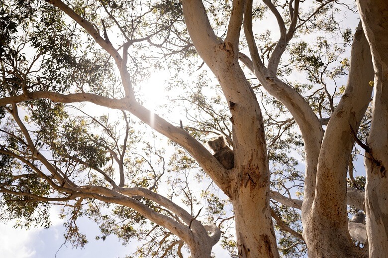 Koala in einem Baum in Australien