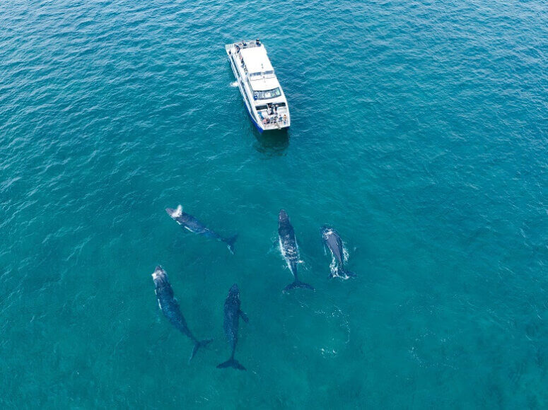 Boot und Wale in der Hervey Bay in Australien